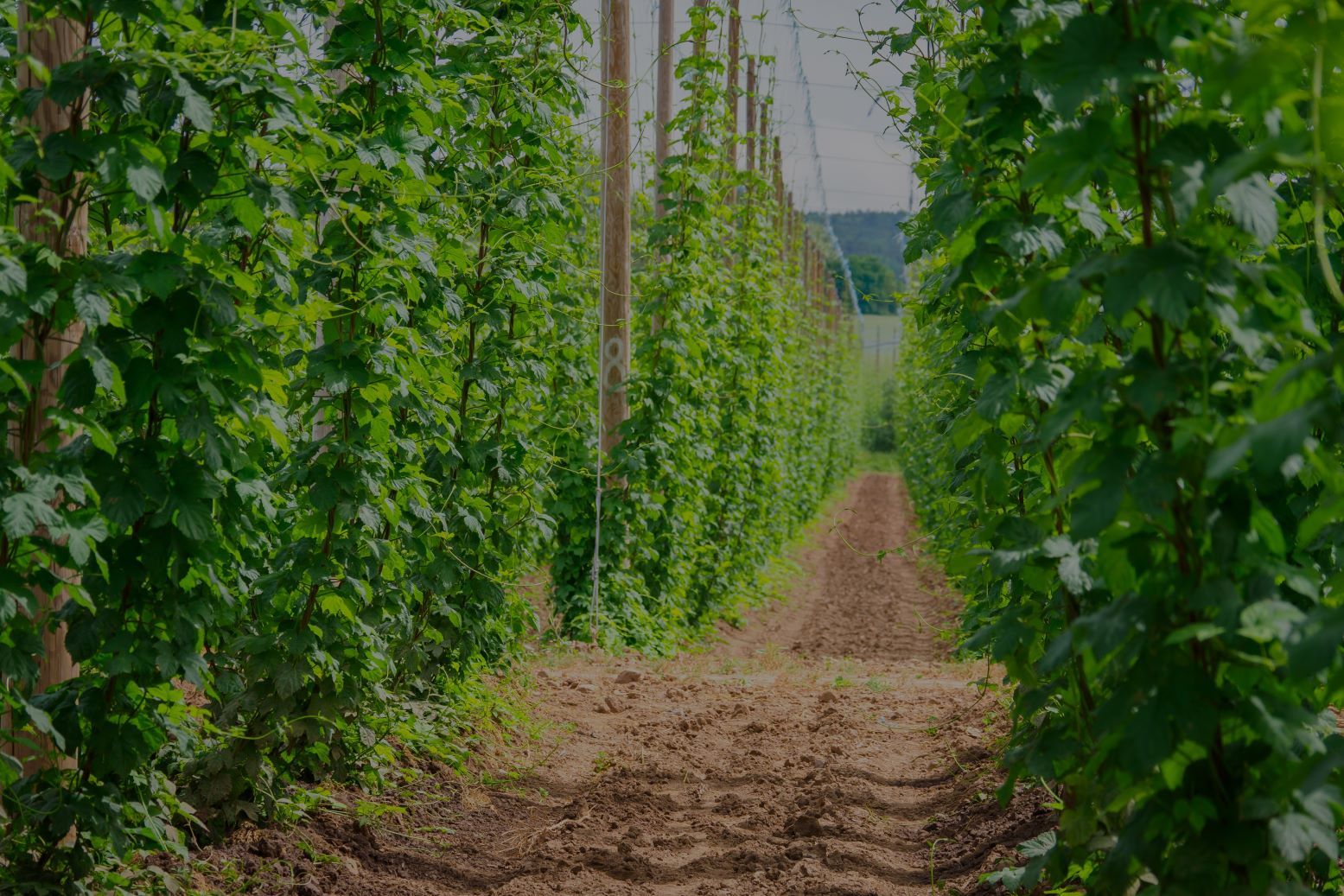 Prazdroj Creates World's First Application Advising Farmers on Hop Plant Irrigation
